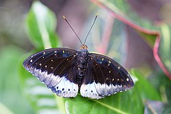 Schmetterling-105.jpg