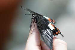 Schmetterling-109.jpg