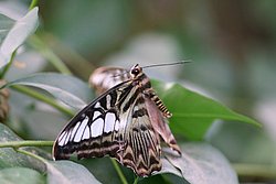 Schmetterling-120.jpg