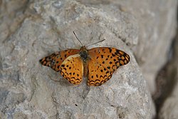 Schmetterling-122.jpg
