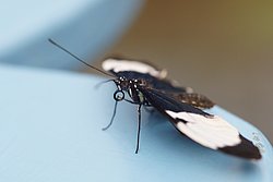 Schmetterling-127.jpg
