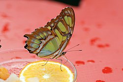 Siproeta stelenes.jpg