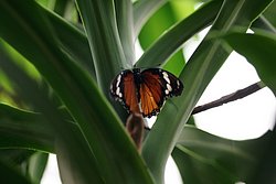 Tiger-Passionsfalter (Heliconius ismenius).jpg