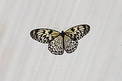 Weiße Baumnymphe (Idea leuconoe)-1.jpg