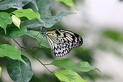 Weiße Baumnymphe (Idea leuconoe)-2.JPG
