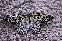 Weiße Baumnymphe (Idea leuconoe).jpg