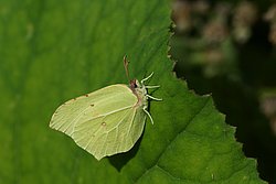 Zitronenfalter (Gonopterys rhamni)-001.jpg