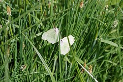 Zitronenfalter (Gonopterys rhamni)-002.jpg