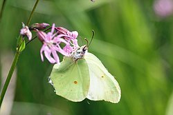 Zitronenfalter (Gonopterys rhamni)-003.JPG