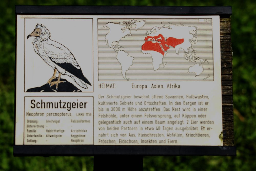 Schmutzgeier-07.jpg