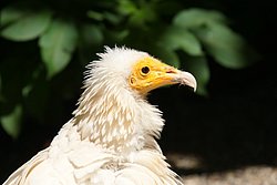 Schmutzgeier-01.JPG