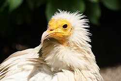 Schmutzgeier-02.JPG