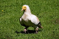 Schmutzgeier-06.jpg