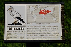Schmutzgeier-07.jpg