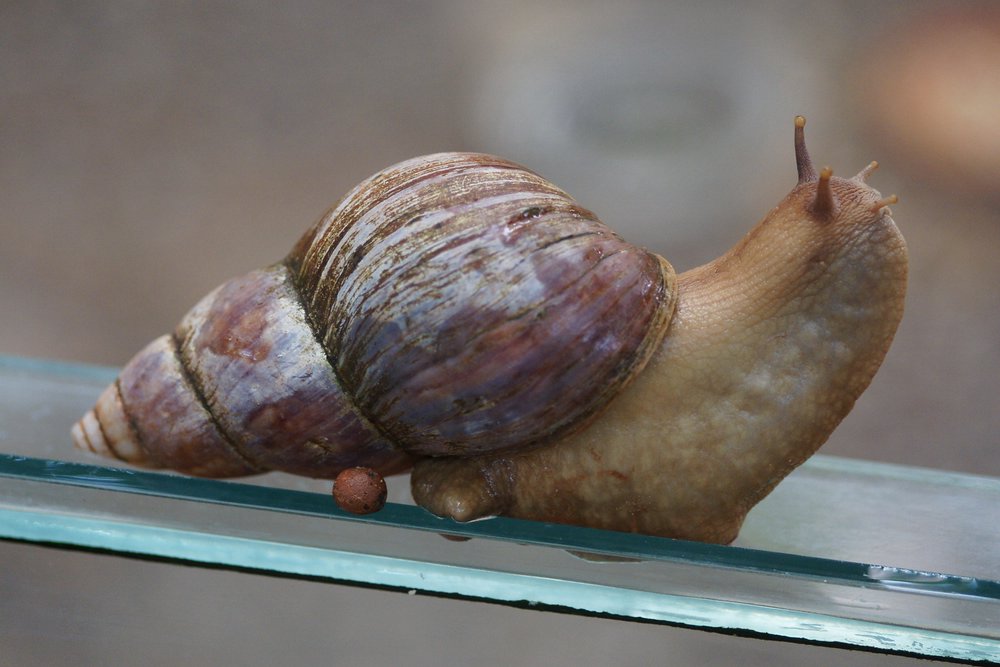 Riesen-Achatschnecke-01.jpg