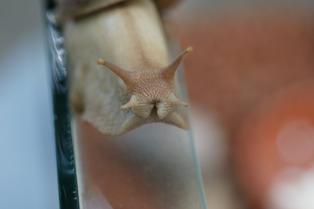 Riesen-Achatschnecke-02.jpg