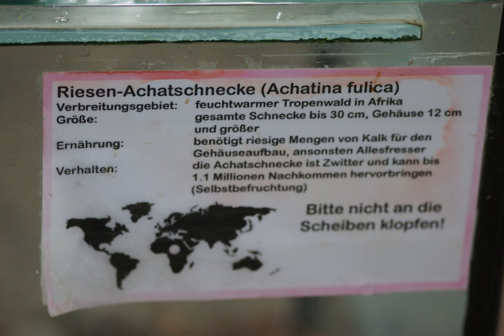 Riesen-Achatschnecke-03.JPG
