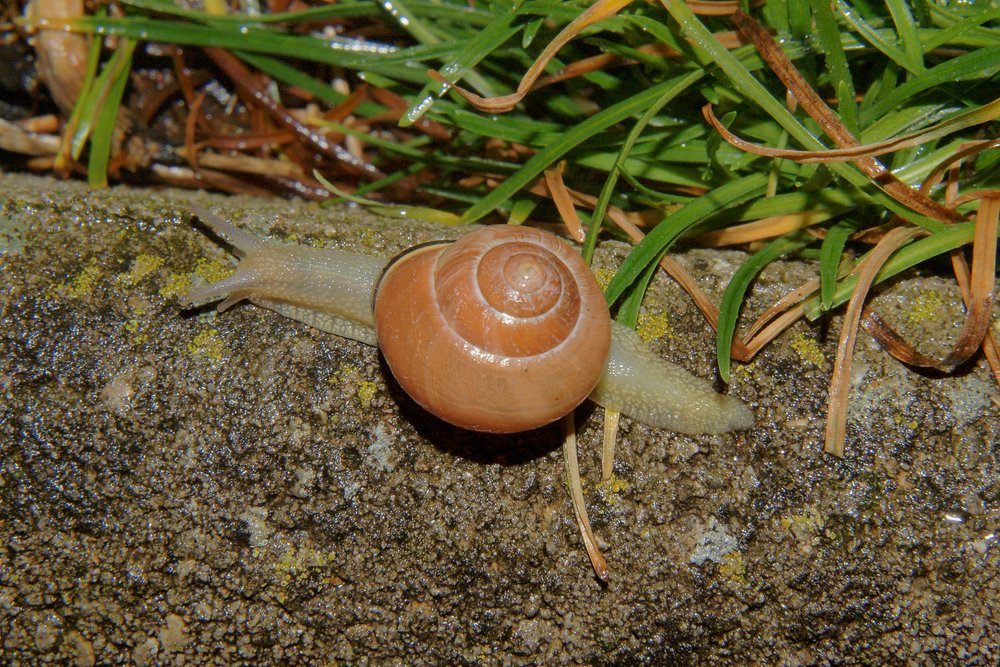 Schnecke-001.JPG