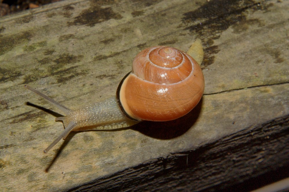 Schnecke-003.JPG