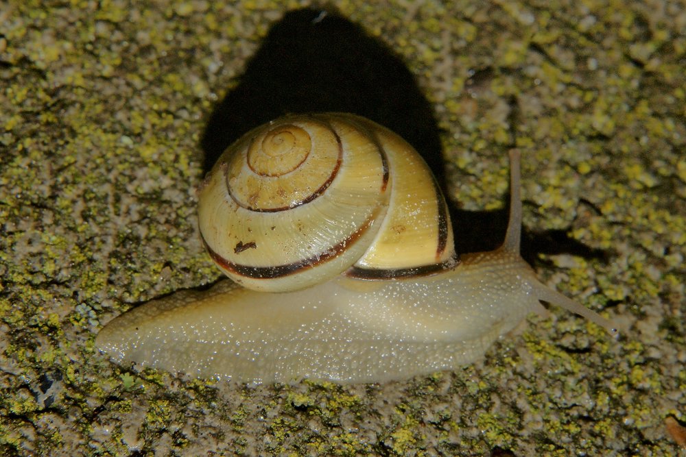 Schnecke-005.JPG