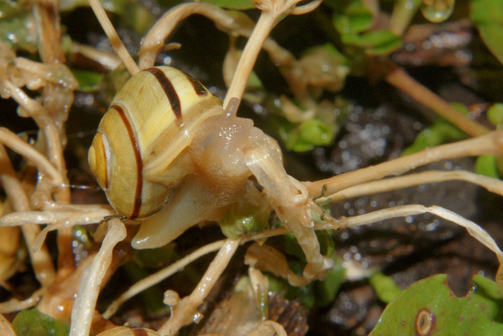 Schnecke-008.JPG