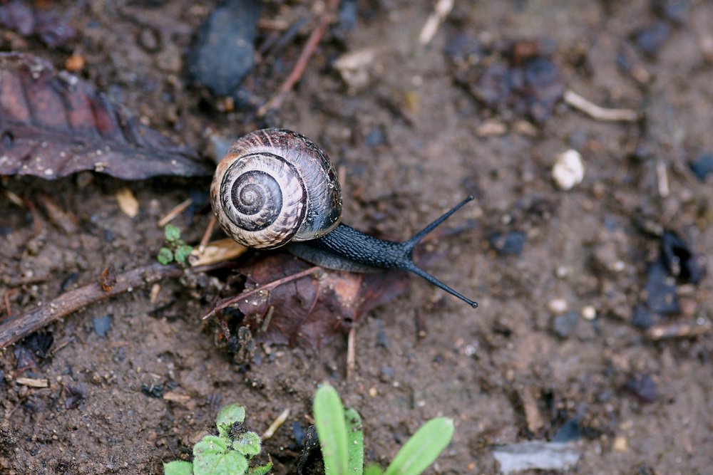 Schnecke-010.JPG
