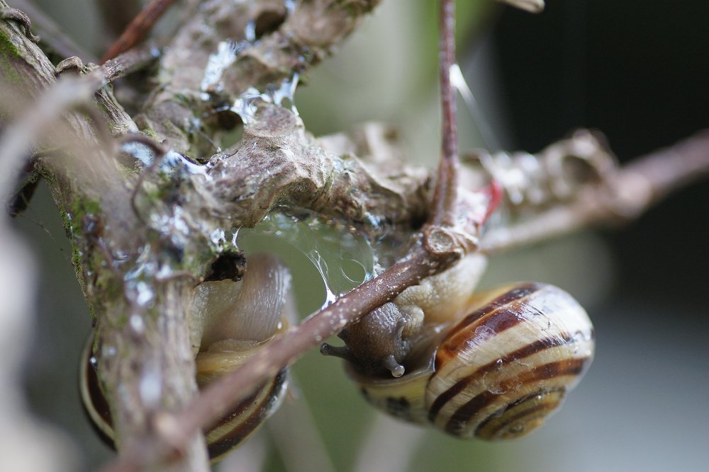 Schnecke-011.JPG