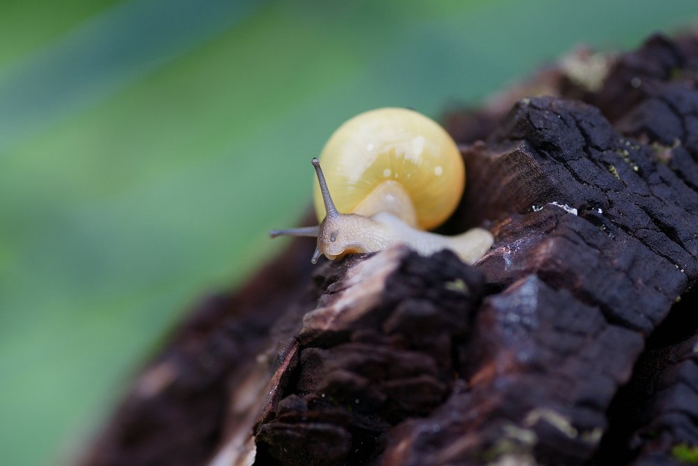 Schnecke-014.JPG