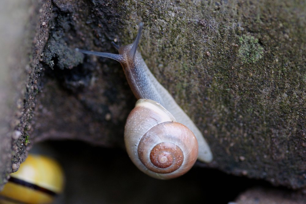 Schnecke-015.JPG