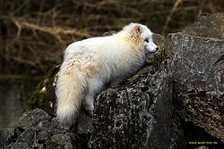 Schneefuchs-2.jpg