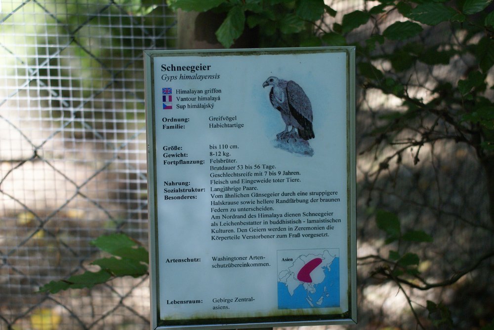 Schneegeier-014.JPG