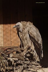 Schneegeier-013.jpg