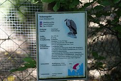 Schneegeier-014.JPG