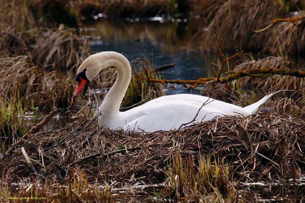 Schwan-001.jpg