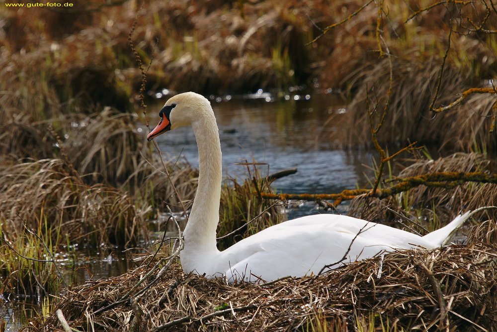 Schwan-002.jpg