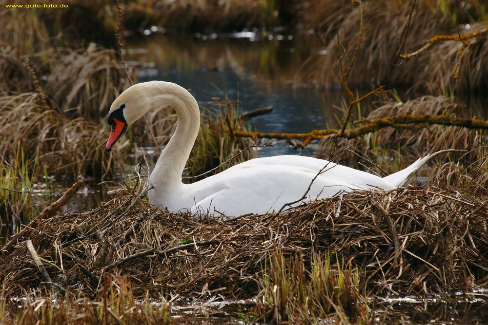 Schwan-003.jpg