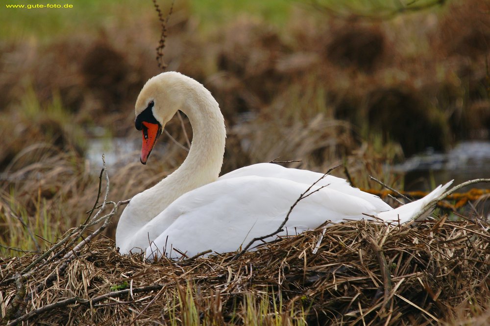 Schwan-004.jpg