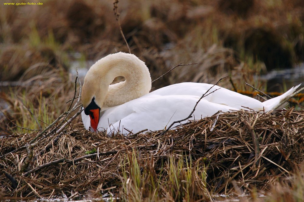 Schwan-005.jpg