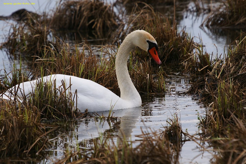 Schwan-006.jpg