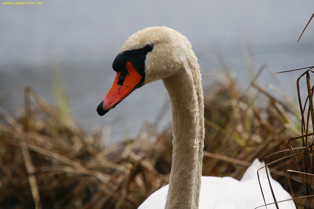 Schwan-008.jpg
