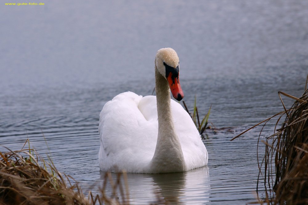 Schwan-010.jpg