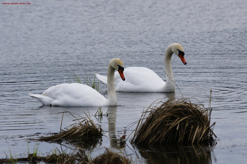 Schwan-012.jpg
