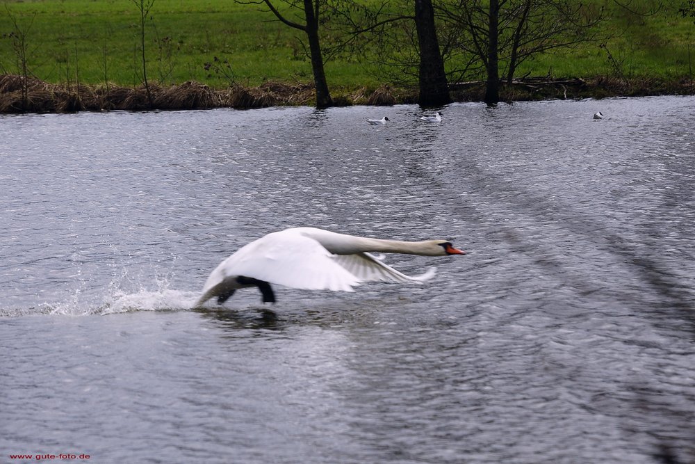 Schwan-013.jpg
