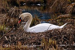 Schwan-001.jpg