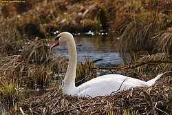 Schwan-002.jpg