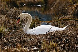 Schwan-003.jpg