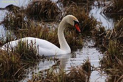 Schwan-006.jpg
