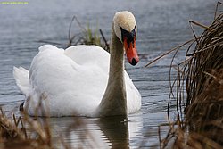 Schwan-007.jpg