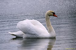 Schwan-009.jpg