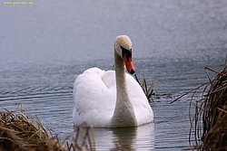 Schwan-010.jpg